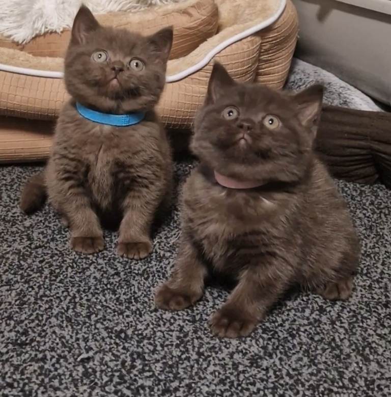 Chocolate British Shorthairs 