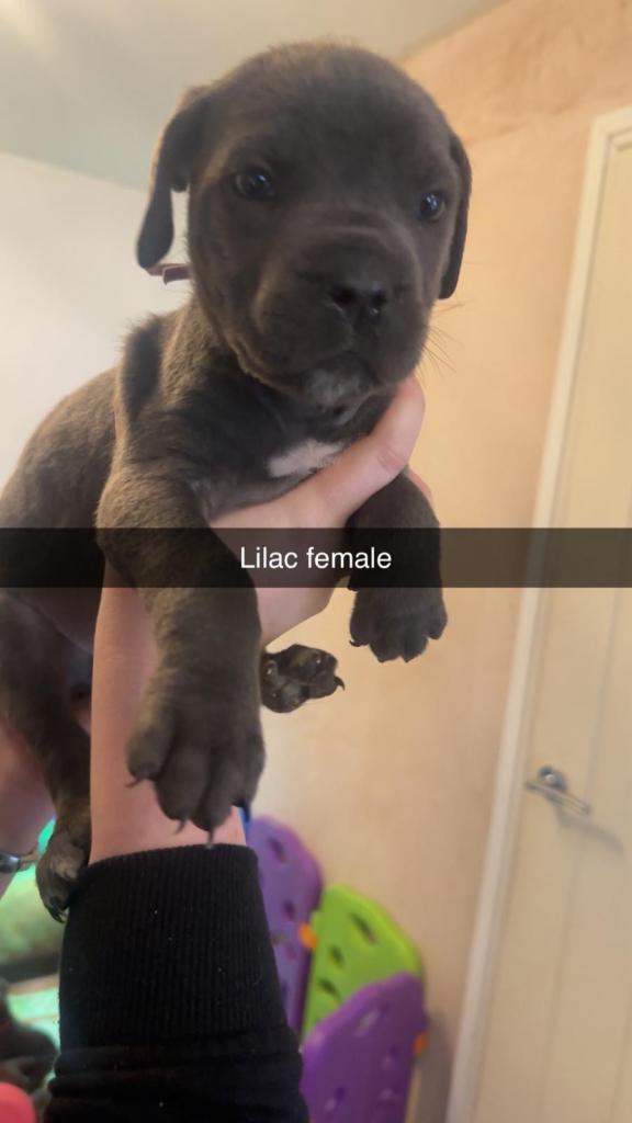 Beautiful cane corso puppies 
