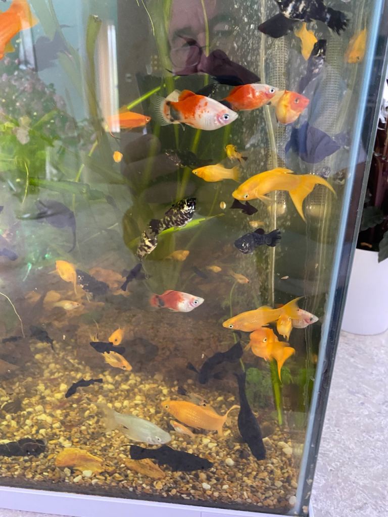 Mollies and Guppies
