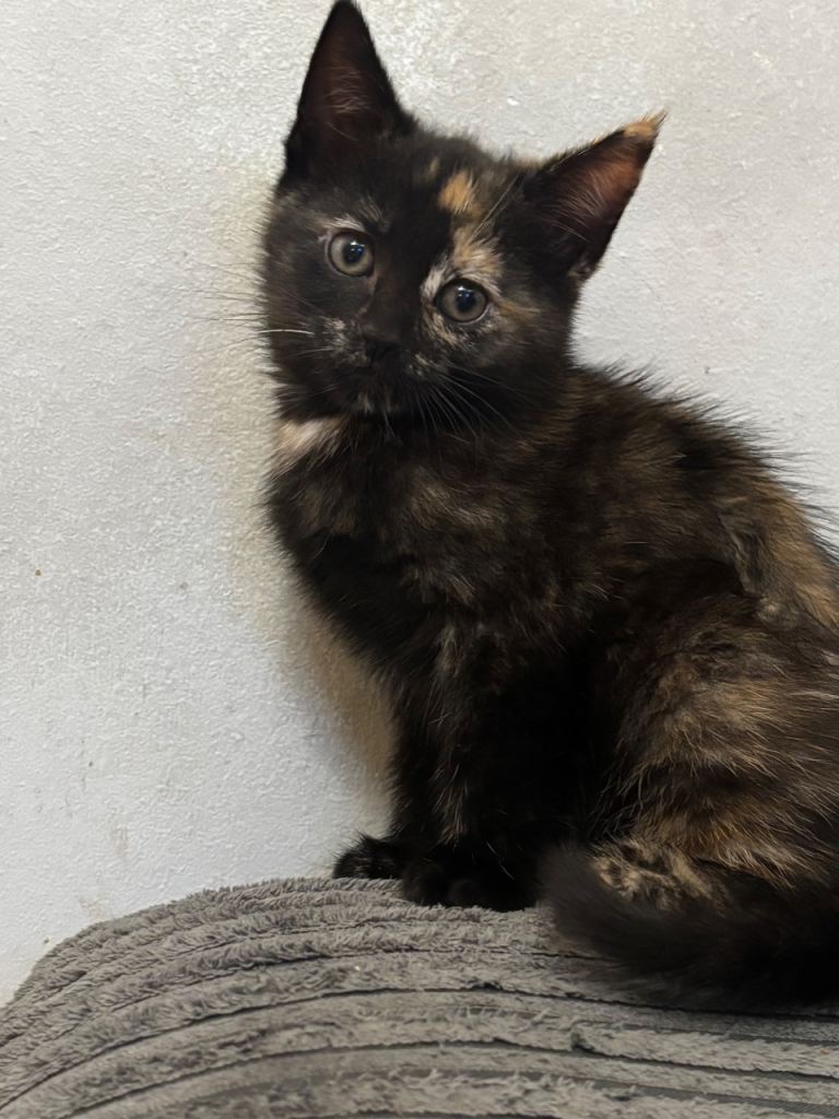 Kittens looking for there forever home  🐾