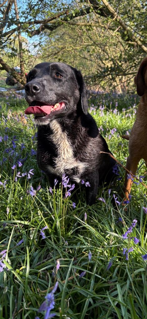 Springador/labrador puppies for sale 