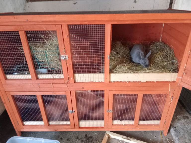 Double Decker Rabbit Hutch