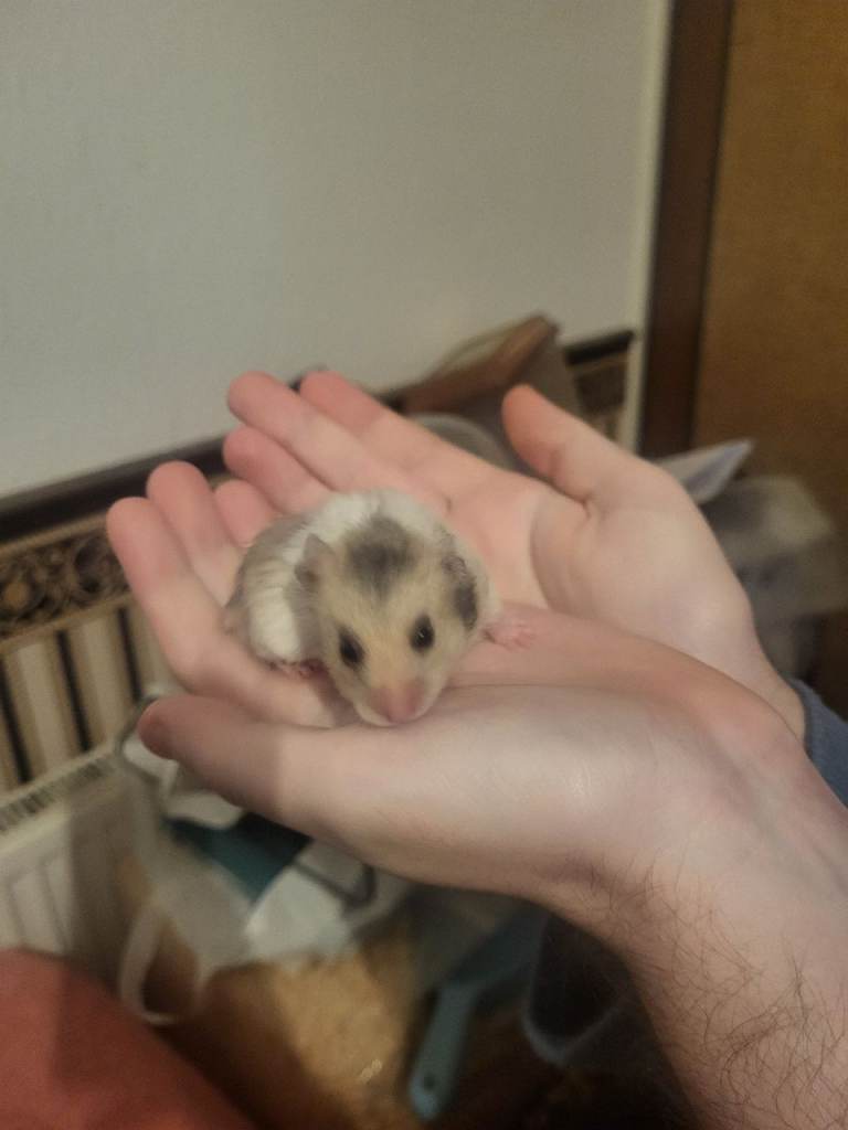 Three syrian hamster babies