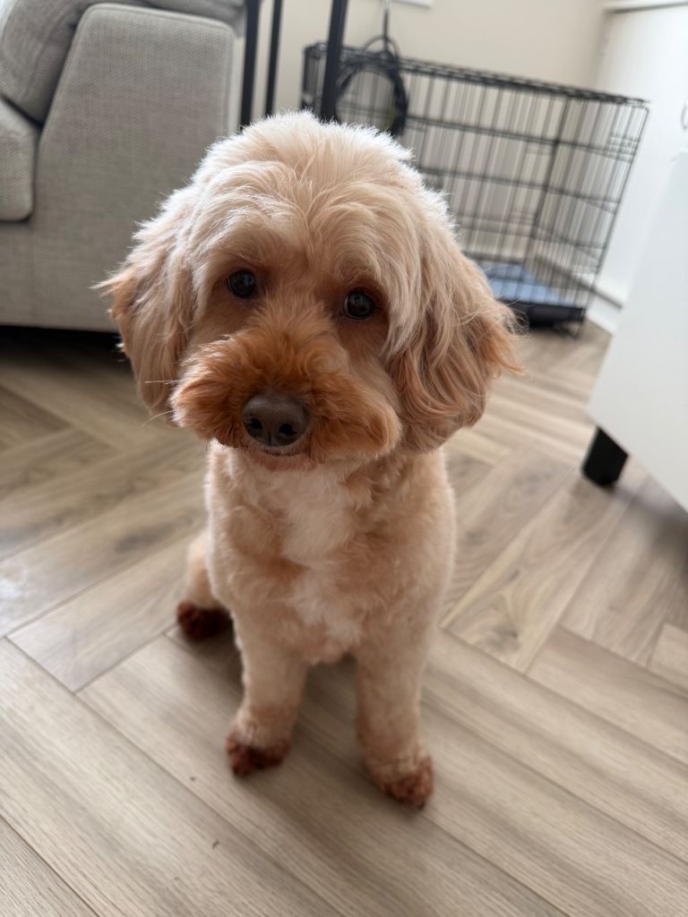 Cavapoo
