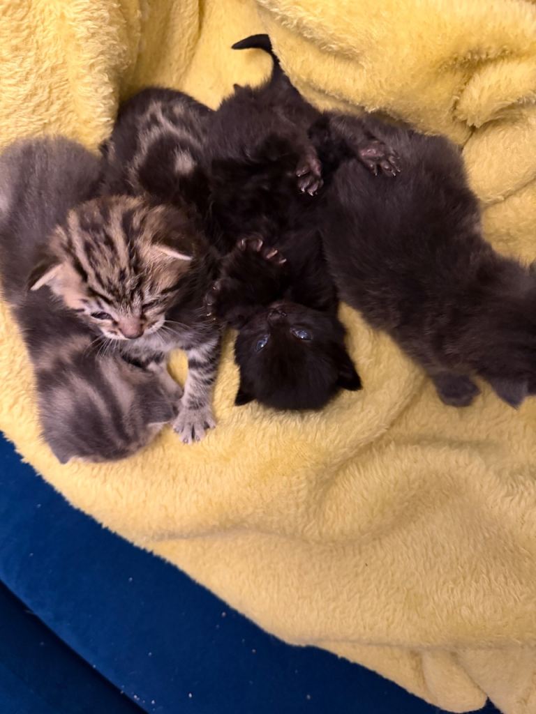 Half Siberian kittens