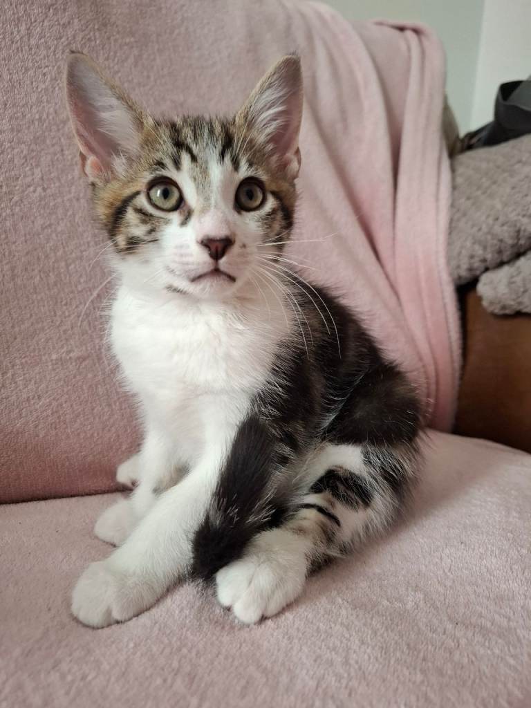 Beautiful 9-week-old boy kitten looking for a loving home  