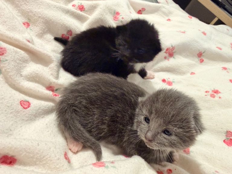 2 gorgeous girls 1 grey & white 1 black & white