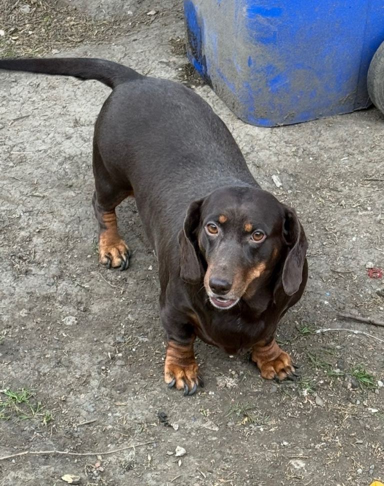 Dachshund Females!