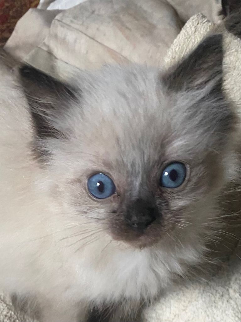 Birman Blue Point boy Kitten almost ready for forever home