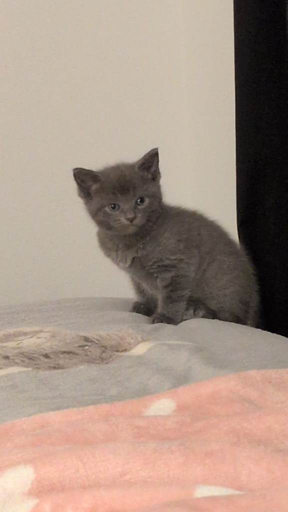 2 ragdoll cross kittens 