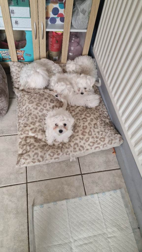 Lovely Maltese puppy 