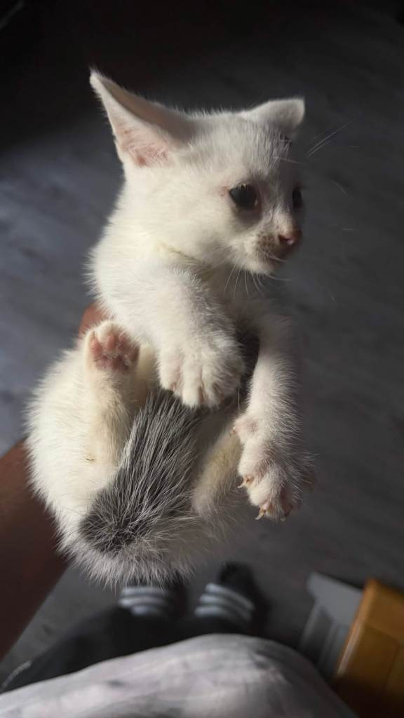 Adorable White Kitten with Grey Tail – Ready for a New Home
