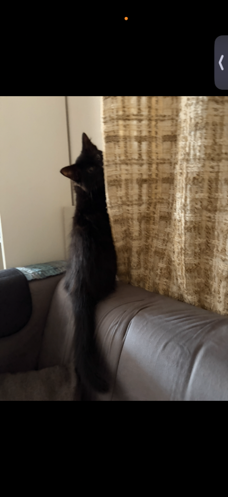 Kitten 