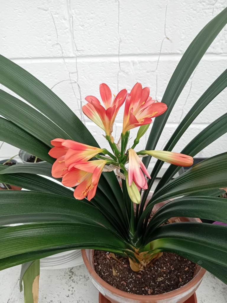 House plant