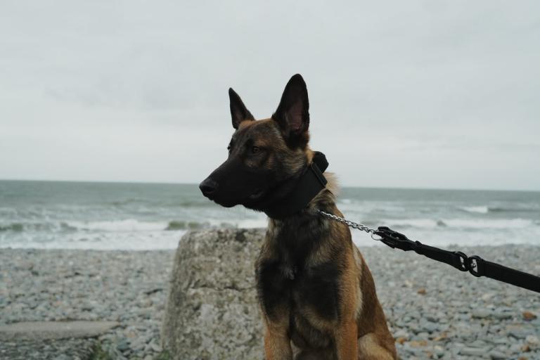 Belgian Malinois Dog, 10 month old  (price negotiable) 