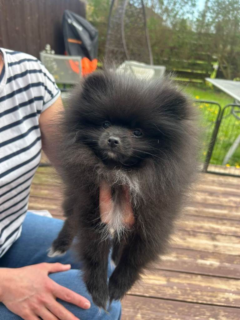 Tiny & Rare Boutique Pomeranian Girl – Tiny Size, Big Personality