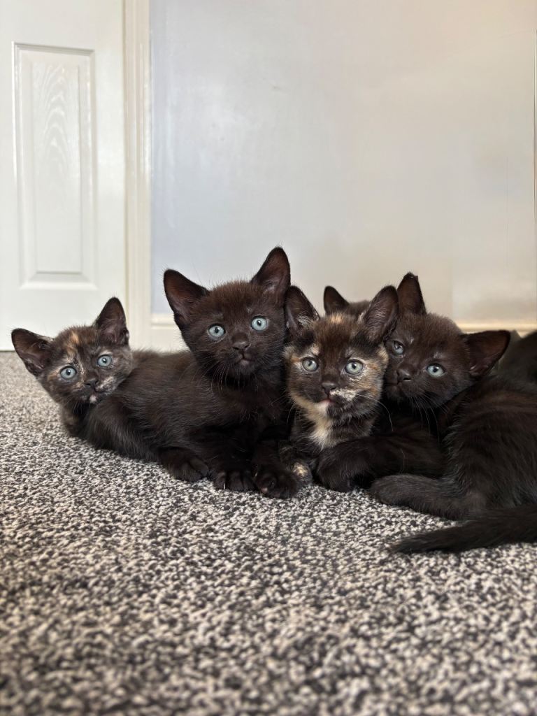 Kittens 