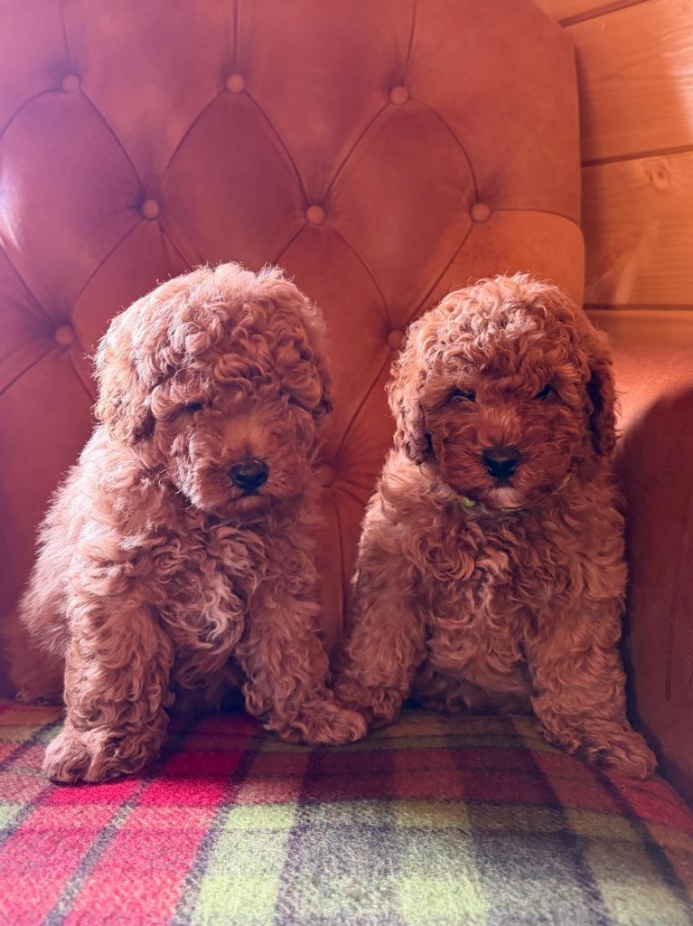 Toy poodle male puppies 