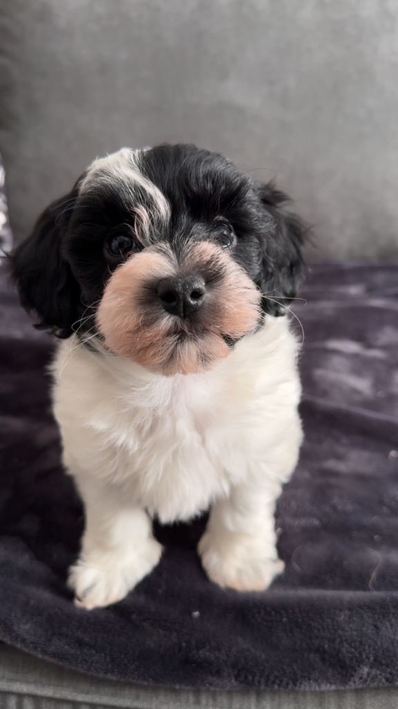 Adorable Maltipoo puppies REDUCED