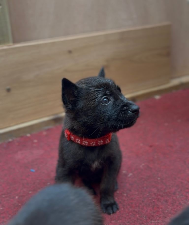 Dutch malinois puppies - 13/12/2025 ready 