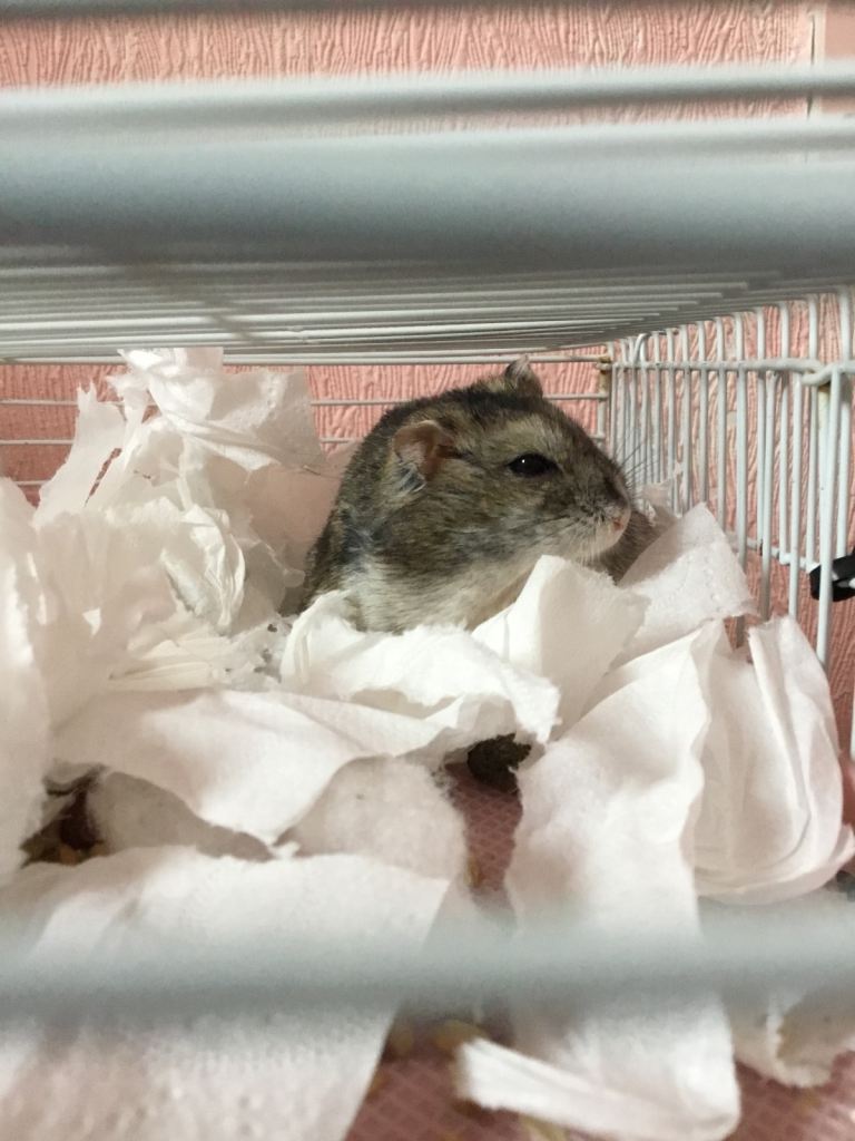  Hamster! Urgent! he’s very friendly