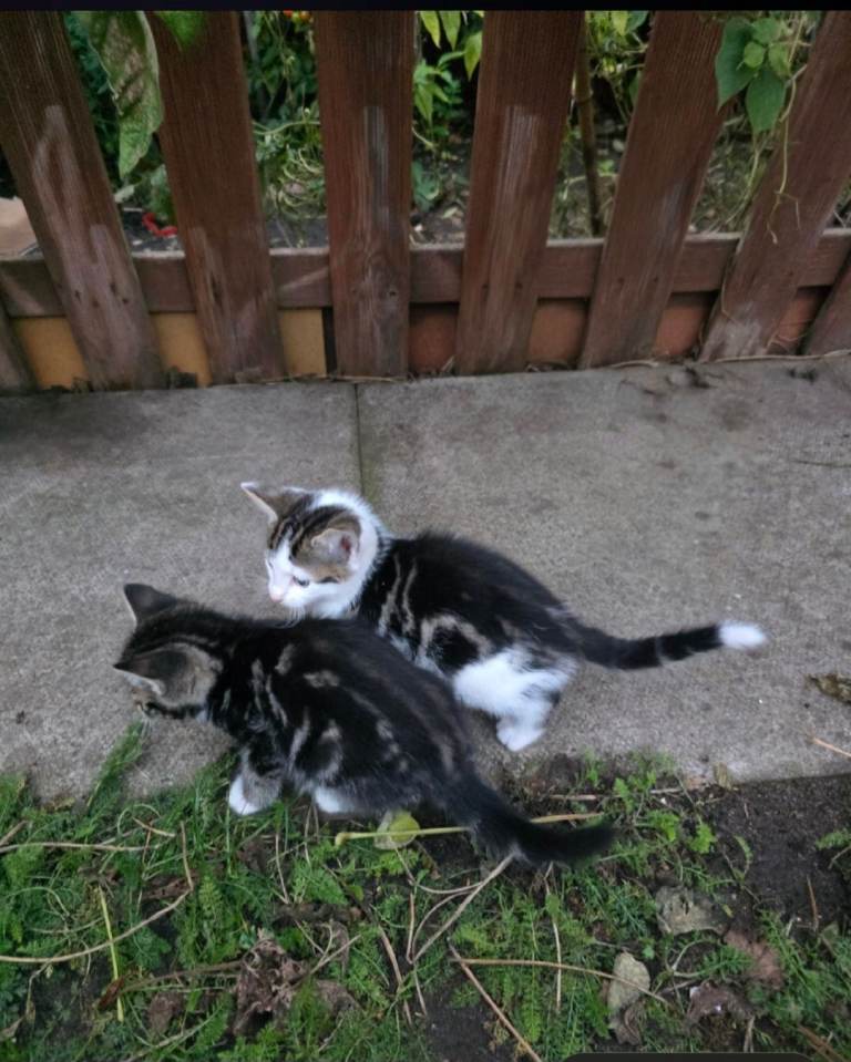 2 male kitten SOLD