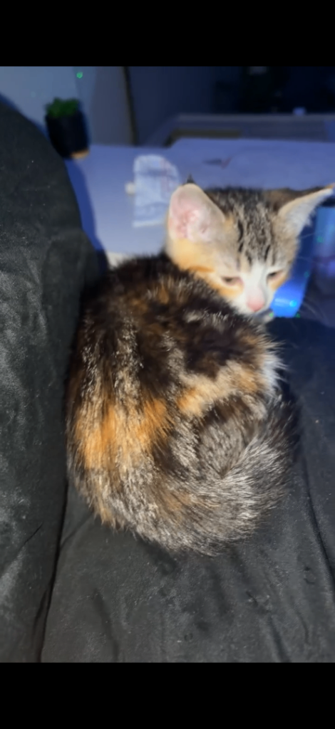 Kitten (price can be negotiated)