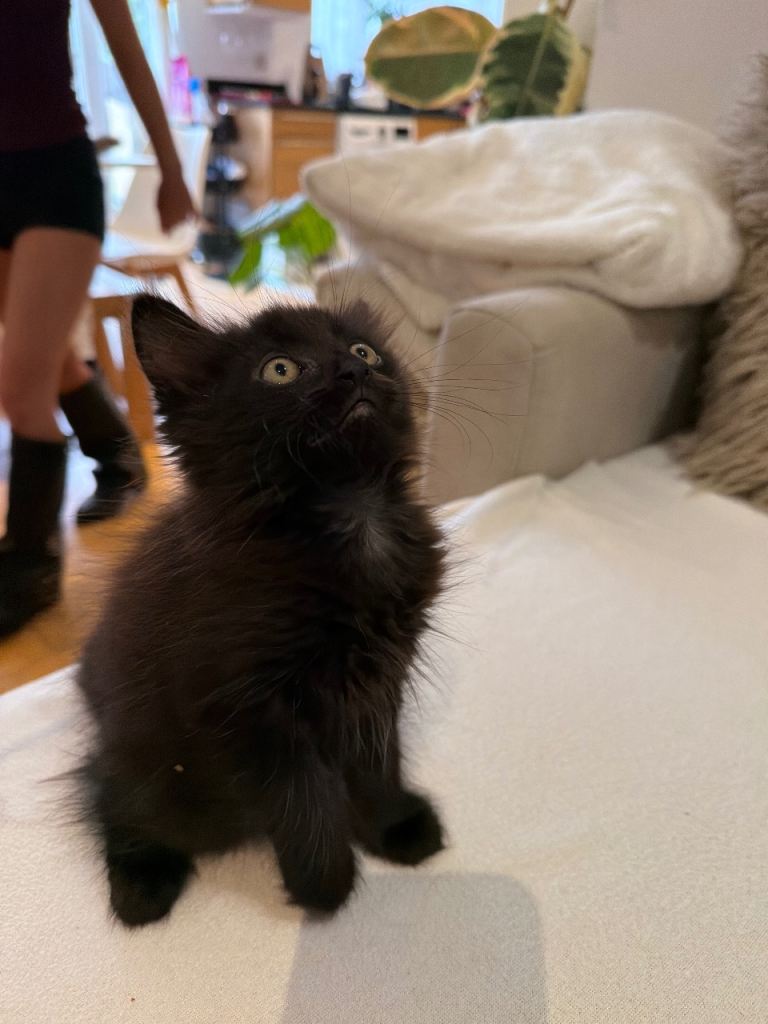 Ragdoll cross black long hair 