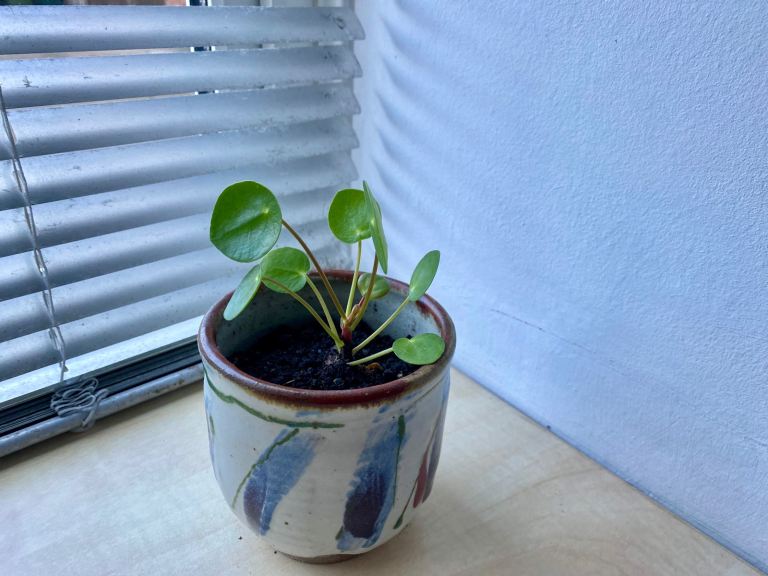 Pilea- Chinese money plant 