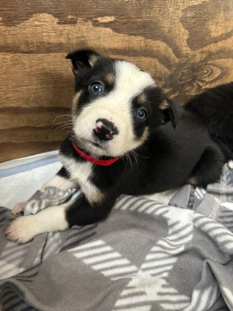 4 collie pups for sale - ready to go‼️