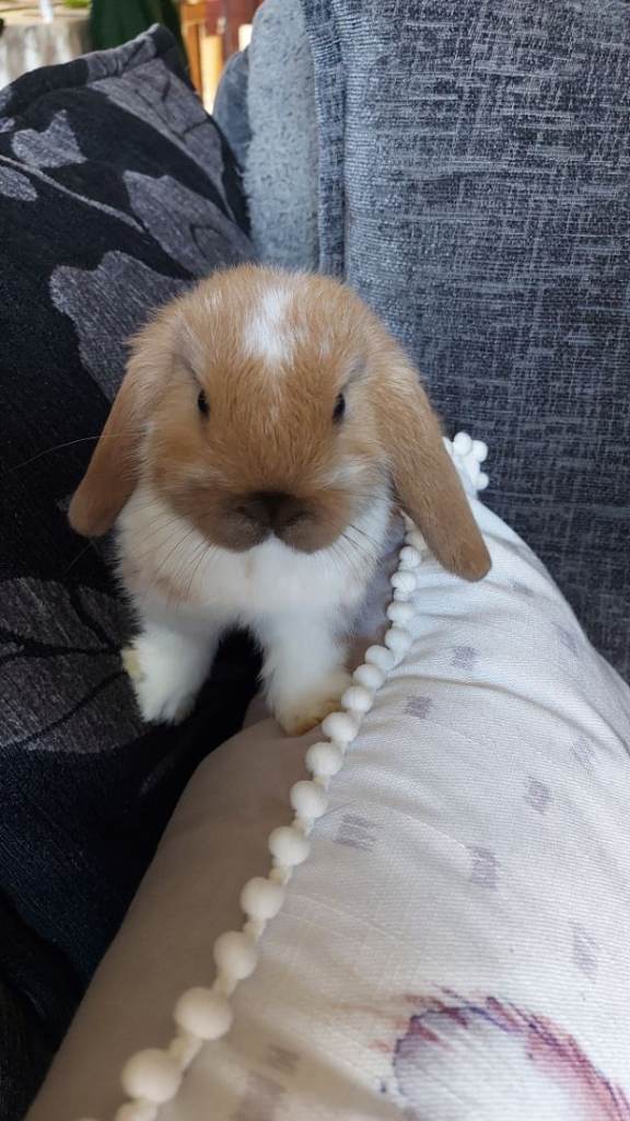 Baby Mini Lop Rabbits