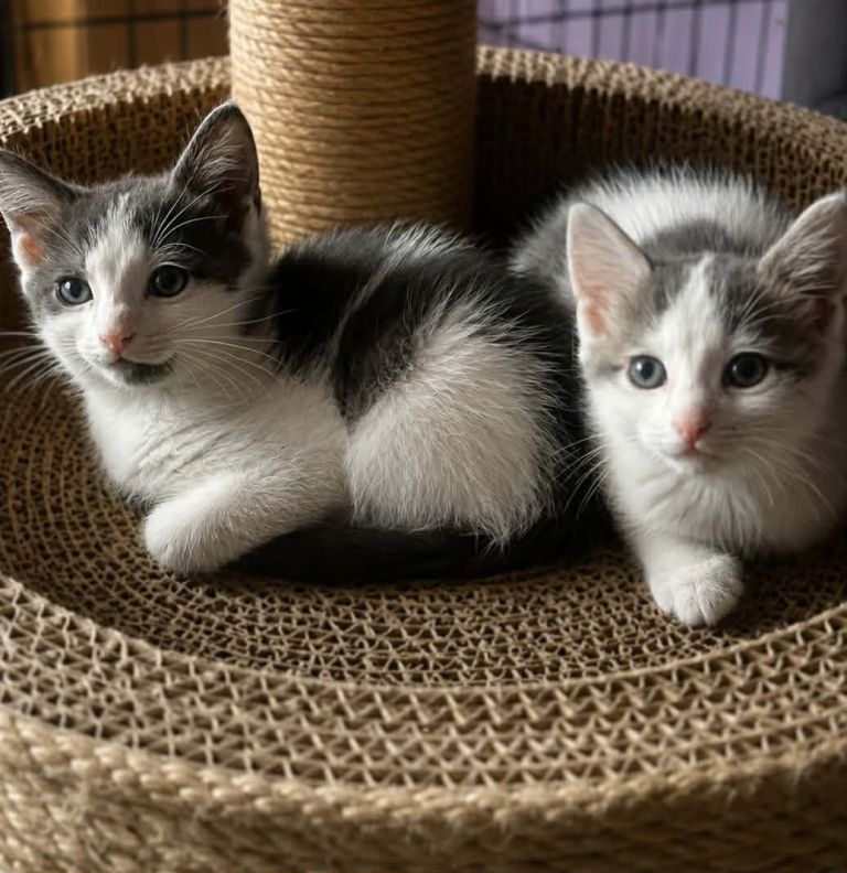 Ragdoll Cross Kittens