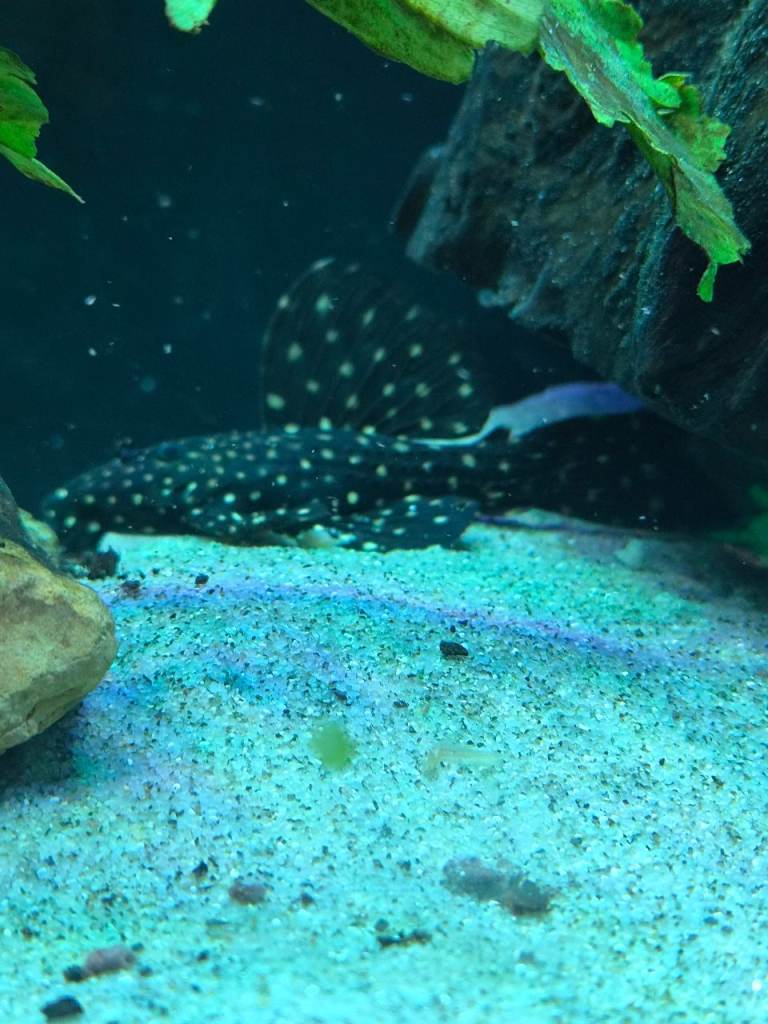 Fish 