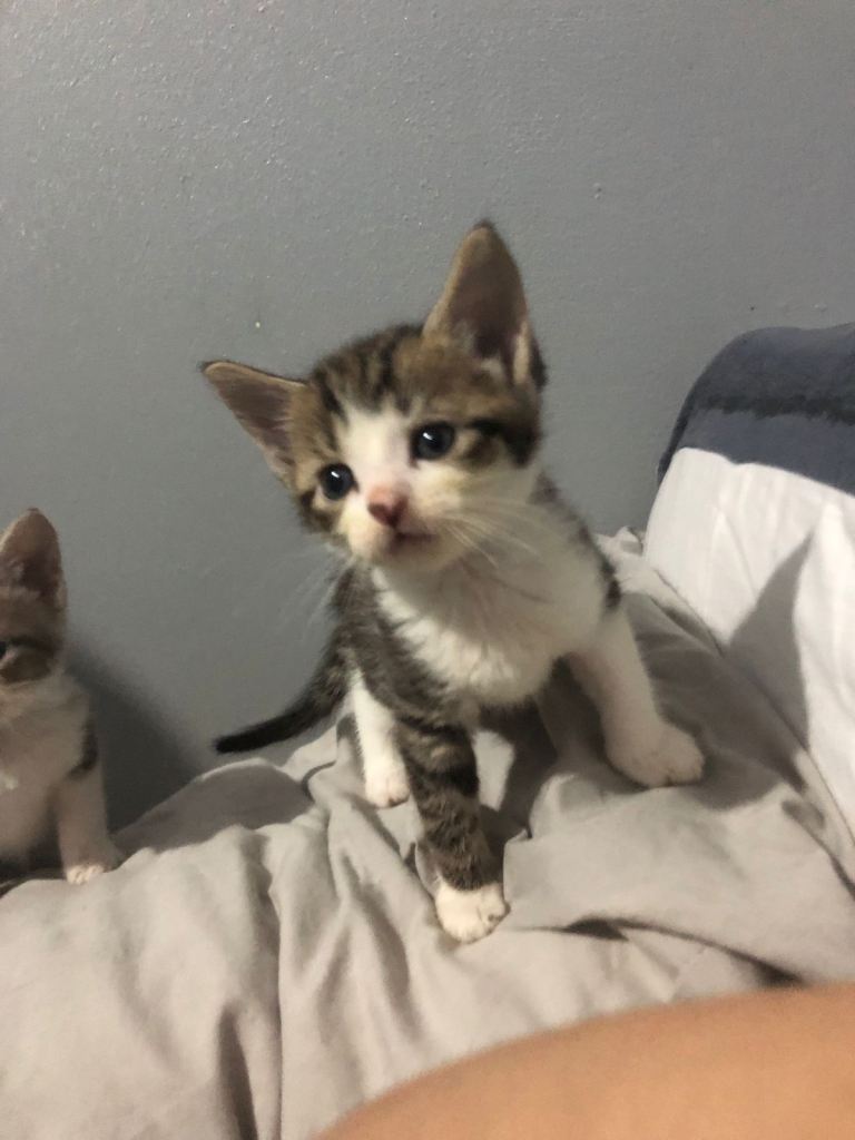 Baby kitten!!