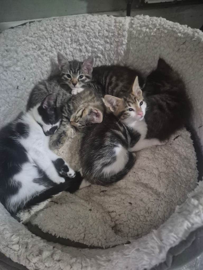 1 tabby female left