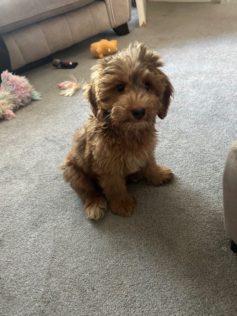 Cockapoo puppy 
