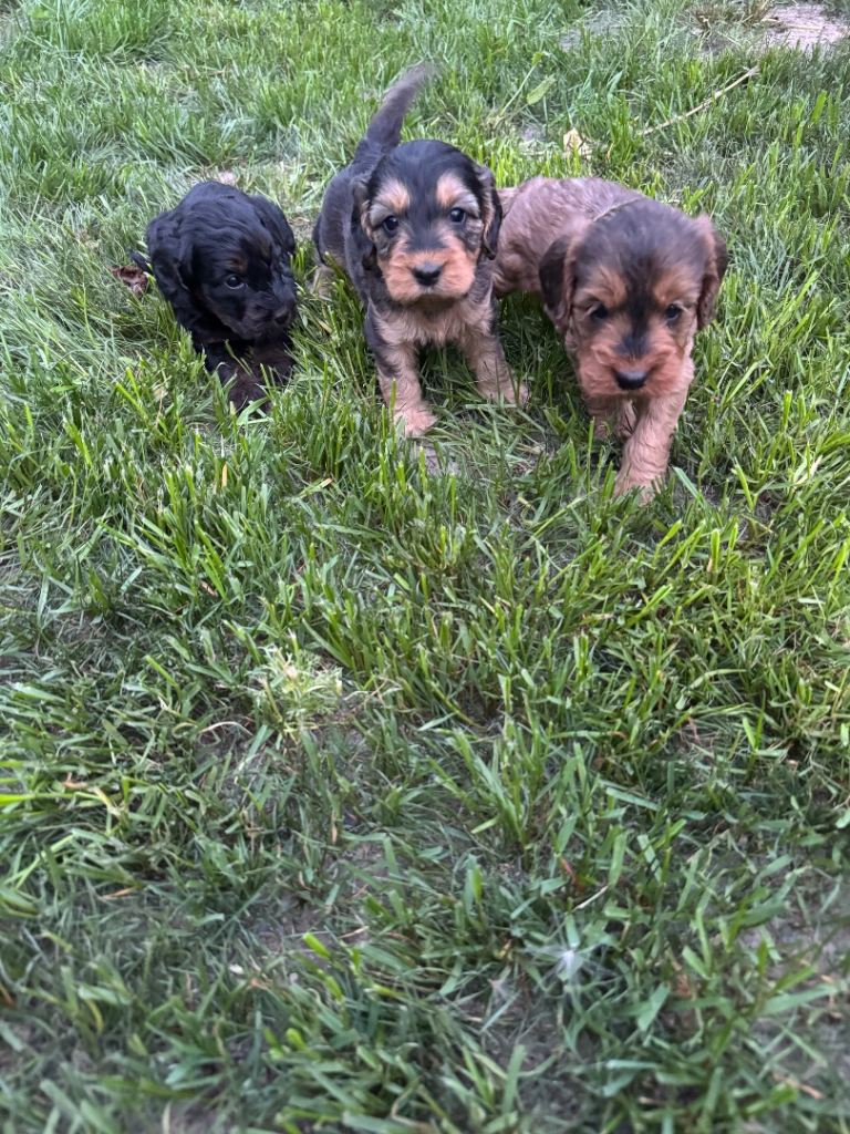 Cockapoo x cocker spaniel 