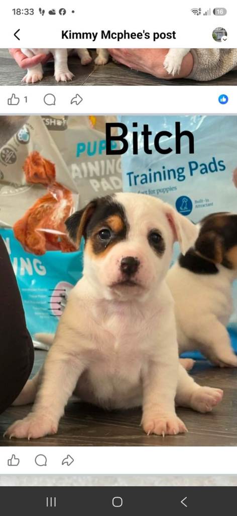 Jackrussel 