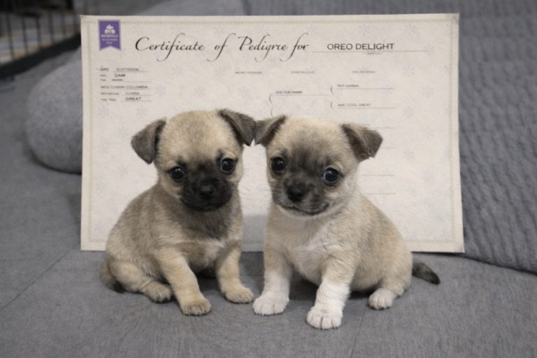 Pedigree chihuahua puppies 2 girls left 