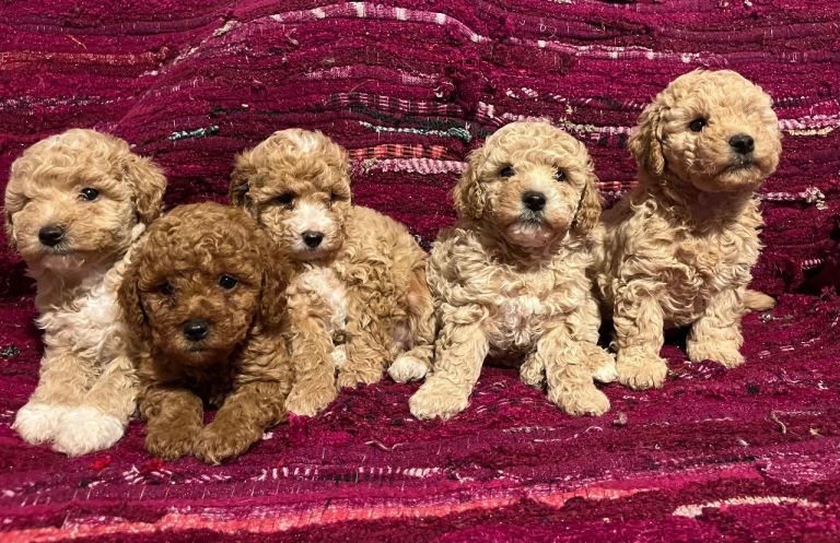 F1B poochon puppies 