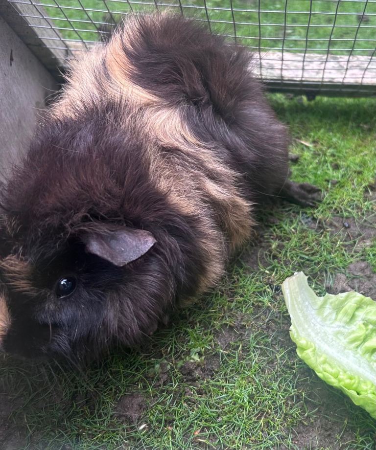 Beautiful baby guinea pigs