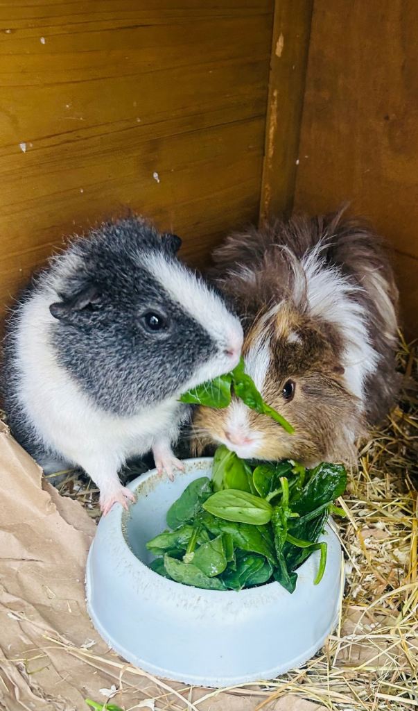 Guinea pigs and Rabbit