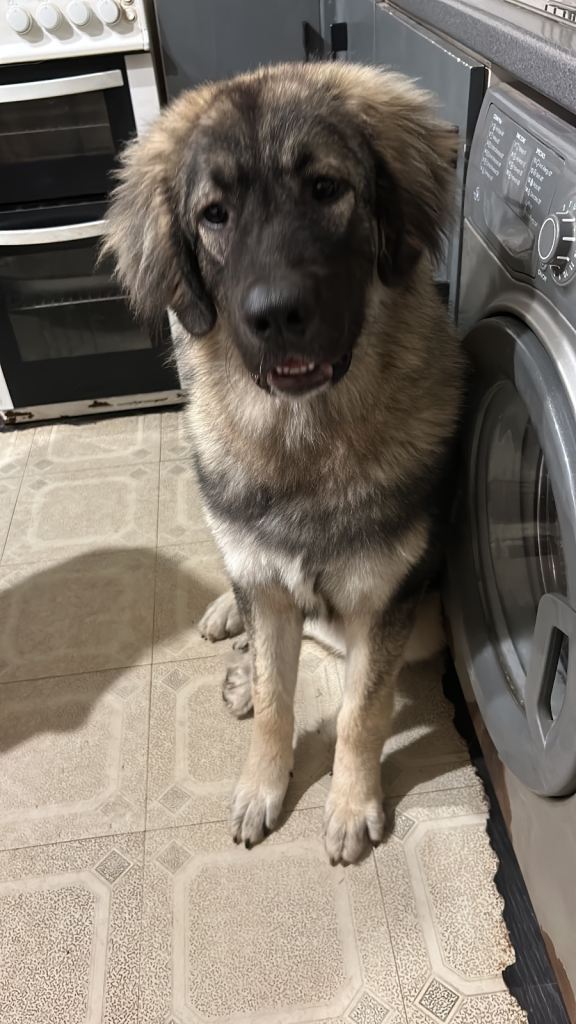 Beautiful Caucasian Shepherd 