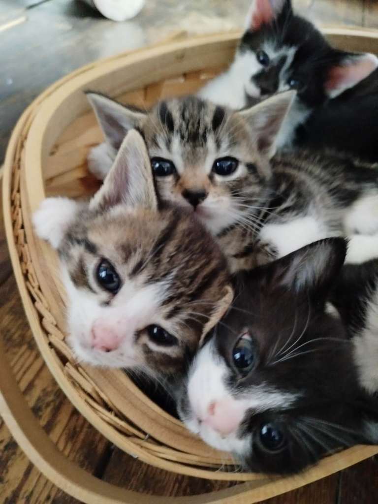 Eight kittens looking for loving homes (Mum needs a break)