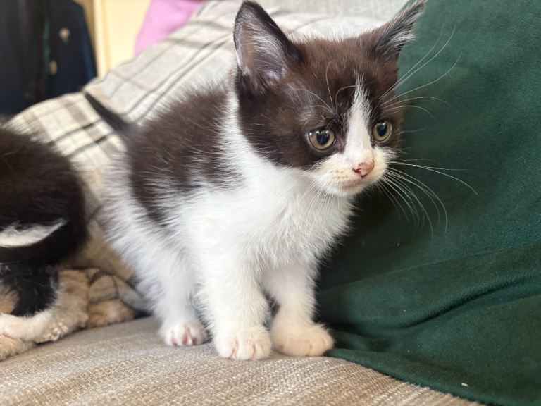 11 week old Kittens for Sale (READY TO GO)