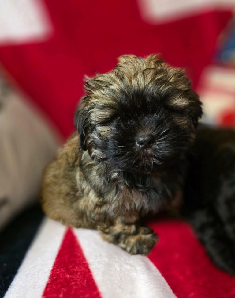 Adorable Shih Apso Puppies!