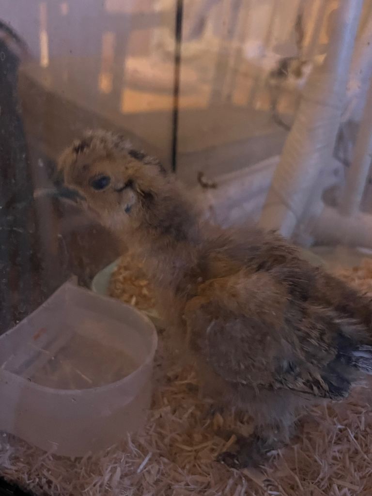 Two silkies chicks 