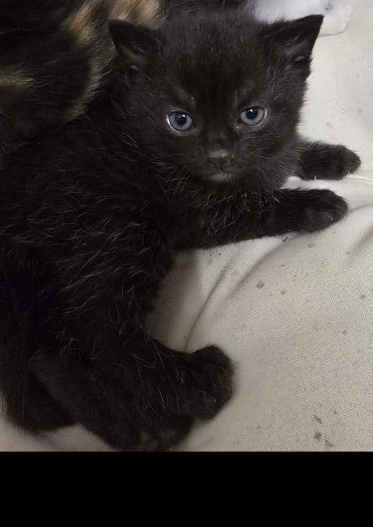 Kittens urgent open to offers last kitten 