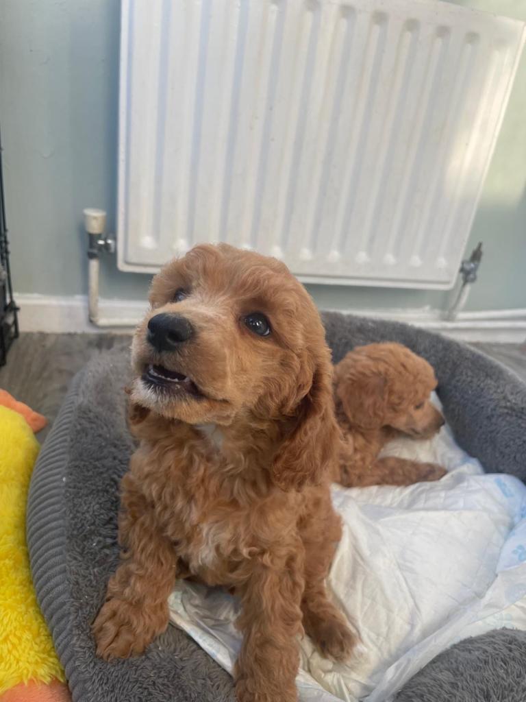 Red toy poodle 