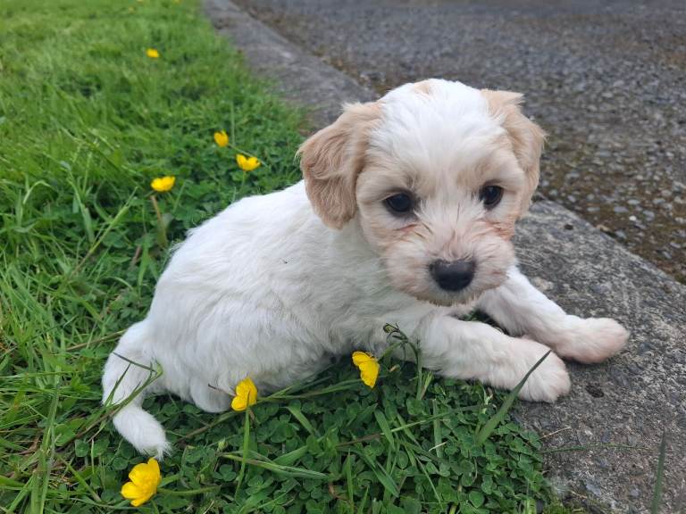 Beautiful Cavachon/Beaglier Puppies